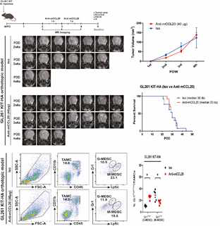 KITENIN 과발현 악성 신경교종 모델에서 anti-CCL20 에 의한 MDSC 변환과 종양억제 에 대한 효과는 종양초기 형성에 효과적이며, 중기이후에는 효과가 없음을 규명