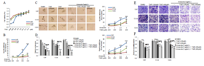 ATR+TMZ 병용이 세포생존율, growth inhibition, spheroid 형성, invasion에 미치는 효과