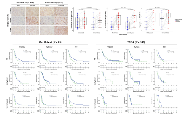 KITENIN, CD44, ALDH1A1발현의 조합이 교모세포종 환자의 MGMT methylation여부에 따라 예후에 미치는 영향 분석