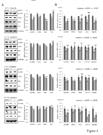 유효물질 ATR 이 암줄기세포능 인자 ALDH1, CD44, Bmi1, Msi1, CD133, EphB1 에 미치는 영향 규명