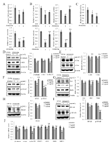 유효물질 ATR 이 STAT, NF-kB, Wnt/ β-catenin, Notch/NICD, Gli-1/2, SMO에 미치는 영향 규명