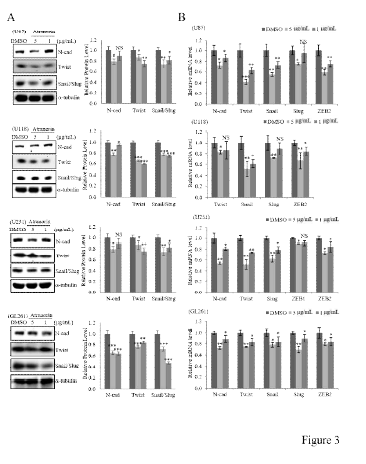 유효물질 ATR이 EMT 인자 N-cad, Twist, Snail, Slug, ZEB1/ZEB2에 미치는 영향 규명