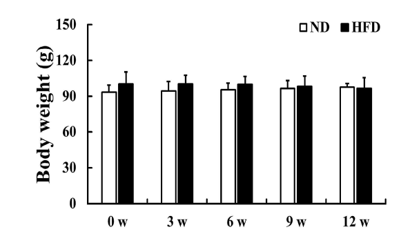 HFD 섭취에 의한 노화 Mongolian gerbil의 체중 변화