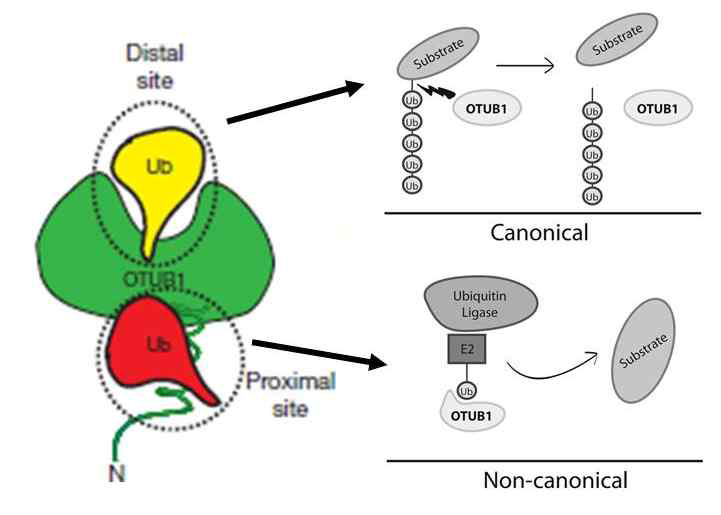 OTUB1의 단백질 안정성 유도기전