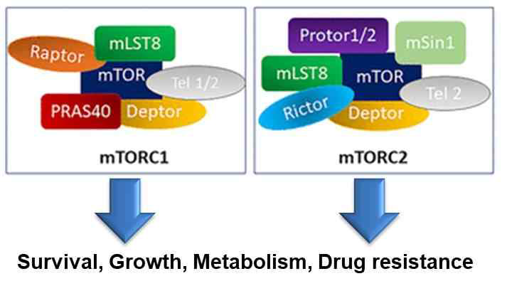 암세포에서 mTOR signaling pathway