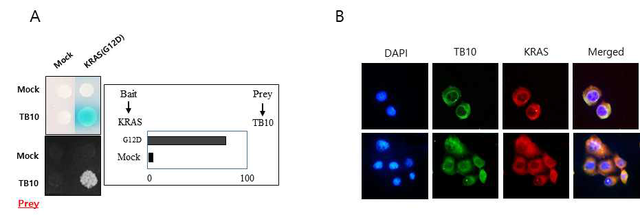 Interaction between TB10 and KRAS in the cytoplasm. (A), Yeast-2-Hyb. assay. β-galactosidase expression (up) and growth assay were performed. The interaction between TB10 and each type of mutant KRAS was determined by β-galactosidase expression. (B), ICC was performed on BxPC-3 cells. Nuclear staining was performed using DAPI (blue)