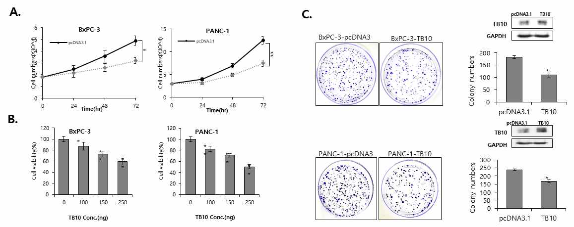 TB10 inhibits pancreatic cancer cell growth and proliferation. (A), BxPC-3 and PANC-1 cells were transiently transfected with pcDNA3.1 or pcDNA3.1-TB10. The number of survival cells was counted. (B), BxPC-3 and PANC-1 cells were transiently transfected with pcDNA3.1 or pcDNA3.1-TB10 containing the various concentrations for 72 hours. (C), TB10 or empty vector transfected into BxPC-3 and PANC-1 cells and colony formation assays were performed. The same cell lysates were also analysed for TB10 expression by western blot assay
