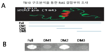 Analysis of TB10 structure and Construction of TB10 deletion mutants to find interaction site of RAS(A). Yeast-2-Hyb growth assay for three deletion mutants(DMs)