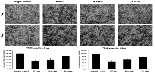 Viability test for synthesized three different size of TB10 peptides. Three different small peptides were delivered into PANC cells and after 72 hrs the viable cells were counted