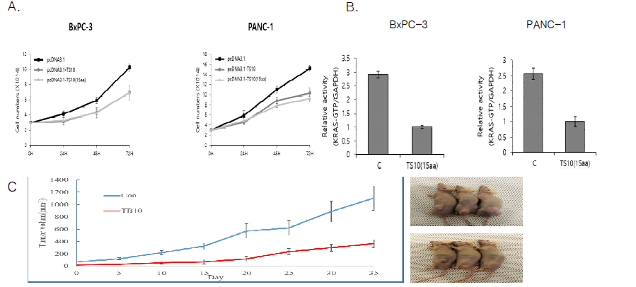 Effect of small peptide consist of 15 amino acids on pancreatic cancer cells growth(A) and Ras activity(B)