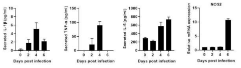 HMC3에서 SARS-CoV-2 의 감염에 의하여 pro-inflammatory cytokine (IL-1β, IL-6, TNF-ɑ 및 M1 marker 인 NOS2 의 발현이 증가함