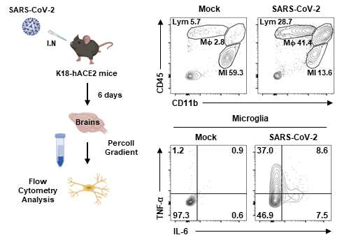 K18-hACE2 형질전환 마우스에 SARS-CoV-2를 감염시키고 6일후 brain을 추출, 면역세포를 분리후 lymphocyte, Macrophage, Microglia를 나누어 microglia의 활성화 정도를 TNF-ɑ, IL-6 의 발현정도로 확인