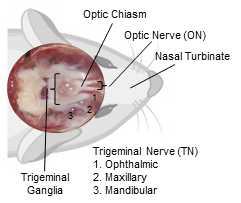 마우스에서 Optic Nerve (ON) 과 Trigerminal Nerve (TN)