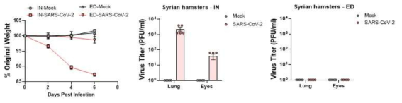 햄스터 모델에서 intranasal 및 eye drop 으로 SARS-CoV-2 감염을 한 후 몸무게 변화 및 폐와 눈 조직에서의 viral titer 확인