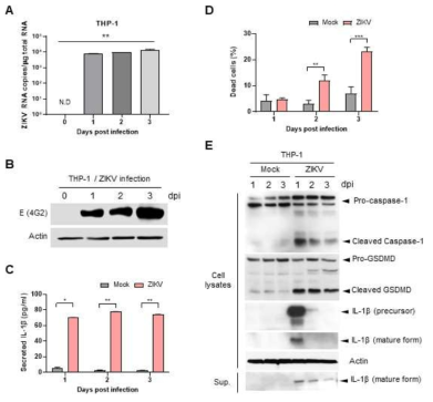 THP1에서 지카바이러스의 감염에 의해 IL-1β 에 의한 pyroptosis signaling pathway 가 활성화 되는 것을 확인