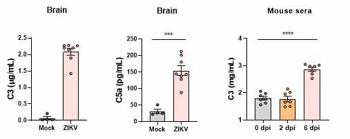 지카바이러스 감염된 마우스 brain과 serum에서 보체면역인자 C3 와 C5a 의 발현 여부 확인