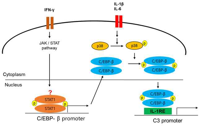 C3 promoter를 활성화 시키는 pathway