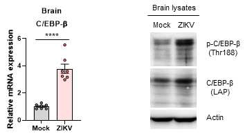 마우스 brain에서 C/EBP-β의 mRNA 및 단백질 발현양 및 활성화 정도 확인