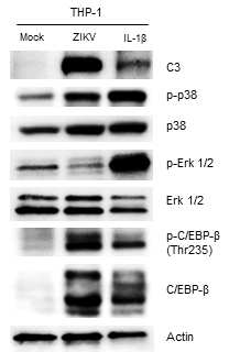 인간 면역세포인 THP1에서 지카바이러스 감염에 의한 C3의 발현 정도와 그와 관련된 upstream pathway 를 확인