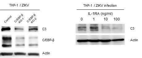 THP-1에서 지카바이러스 감염에 의한 C3 의 과발현 메커니즘 확인
