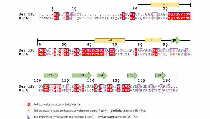 Rip A 단백질과 Der p 38의 염기서열 및 구조분석