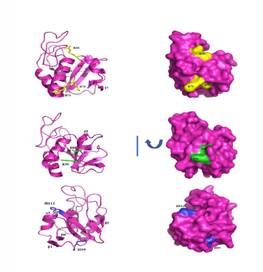 변형된 Der p 38 단백질의 위치에 대한 구조분석