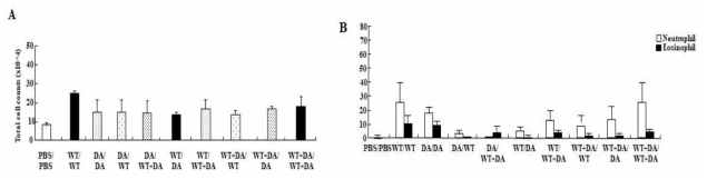 천식동물에서 돌연변이 D141W Der p 38 단백질의 효과