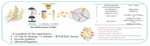 Demonstration of isolation of ginseng-derived exosomes (GDEs)