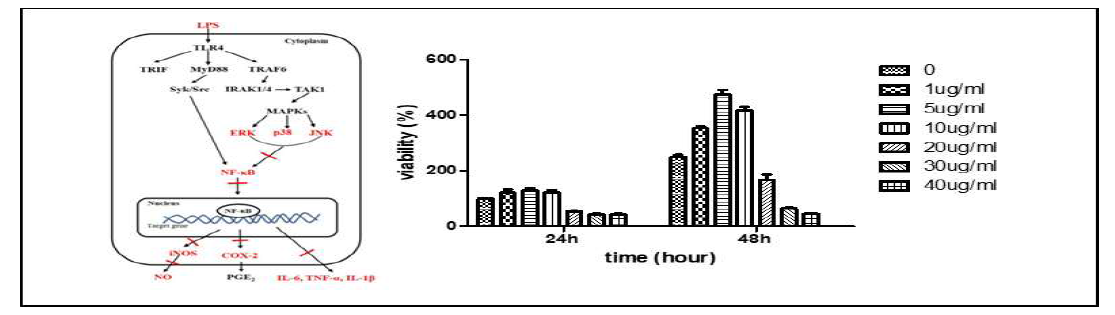 (a) LPS-induced inflammation signaling pathway (b) Cytotoxicity by GDEs concentration in RAW 264.7