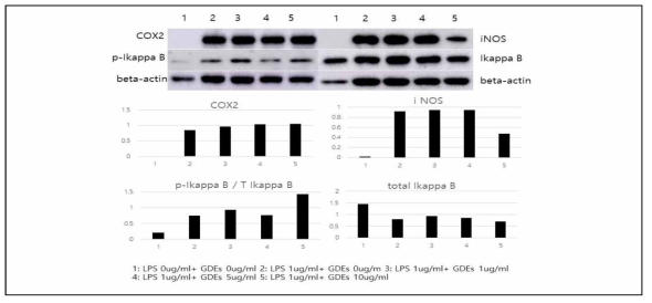 Western blot analysis of protein expression which is related in NF-kappa B signal pathway