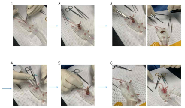 sepsis mouse 수술 방법