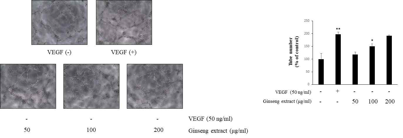 VEGF로 유도된 내피세포에서 홍삼추출물의 내피세포 기능