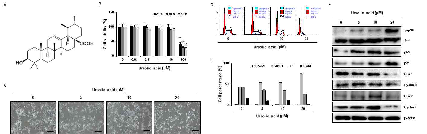 Ursolic acid의 구조와 처리 농도에 따른 유방암 세포독성