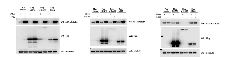 RGN, HDAC6 및 SIRT2에 있어 HDAC 및 SIRT2 inhibitor들의 약물반응성