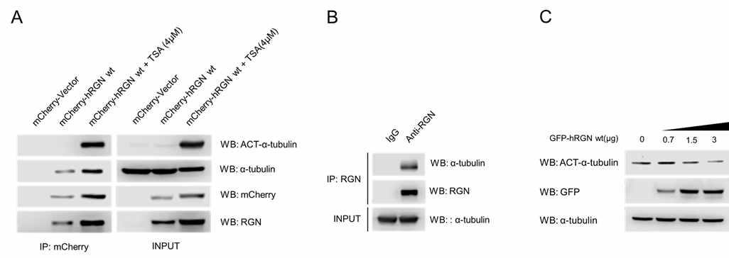 Regucalcin이 α-tubulin과 결합하며 tubulin의 아세틸화를 조절함.