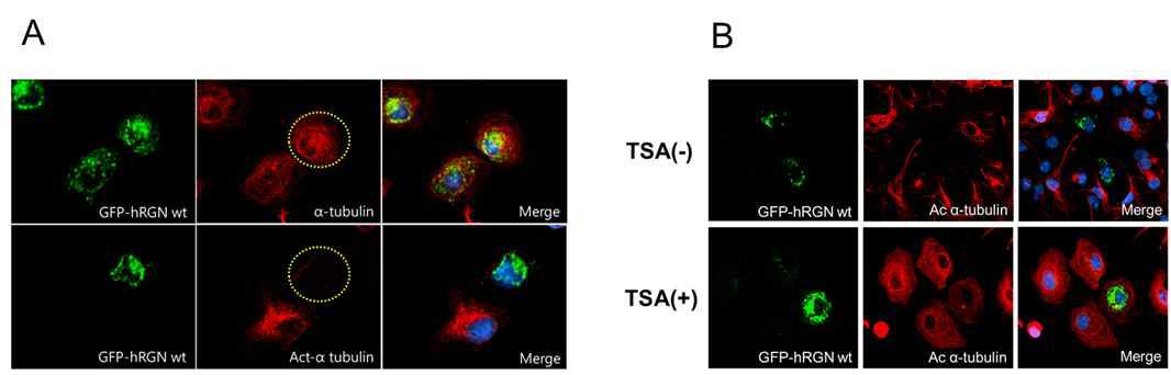 Regucalcin 과발현 세포에 있어 α-tubulin과 acetylated-α-tubulin의 subcellular localization