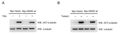 RGN과 HDAC6 inhibitor들과의 상관관계