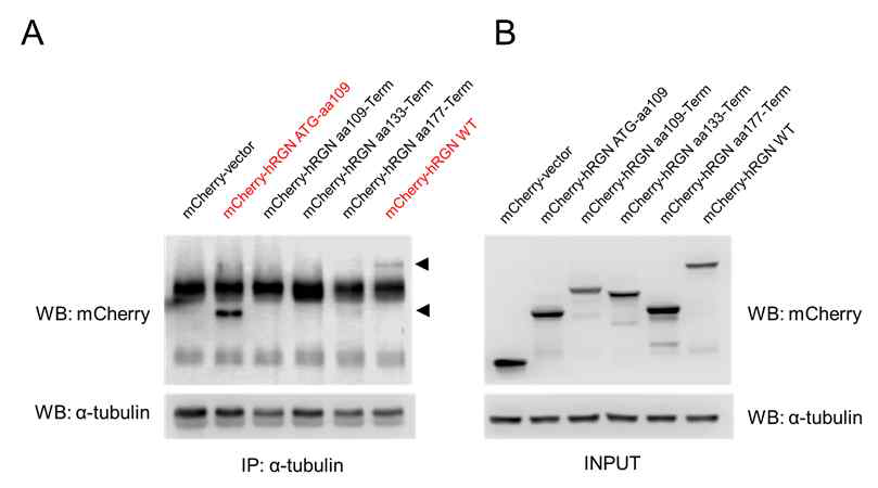 RGN deletion construct들을 이용한 tubulin binding domain 탐색