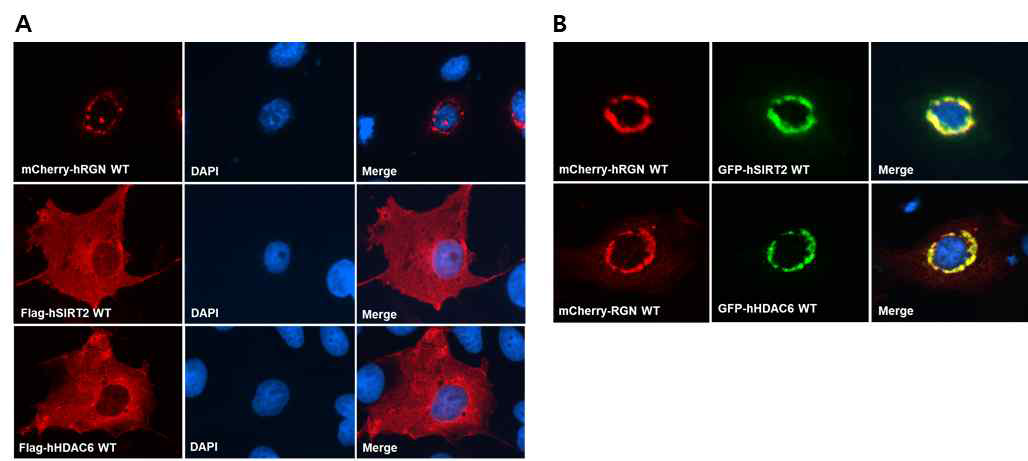 Regucalcin, HDAC6, SIRT2의 colocalization