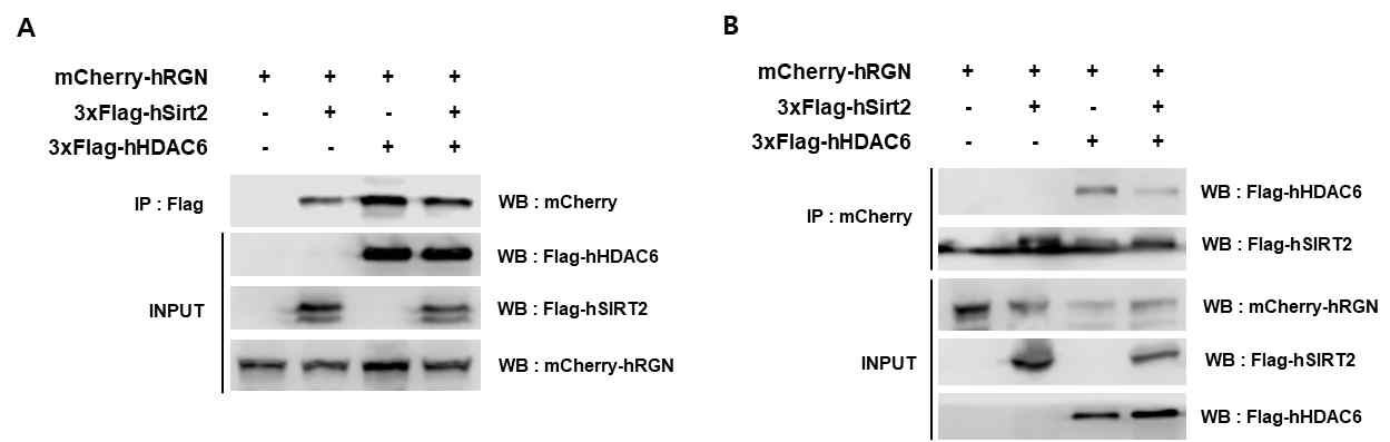 Regucalcin, HDAC6 및 SIRT2의 단백질복합체형성에 대한 가능성 확인
