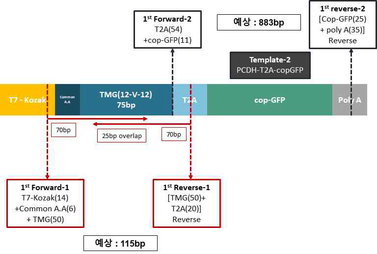 MHC class II SMG 항원 구조물 제작을 위한 1차 PCR 방법 디자인