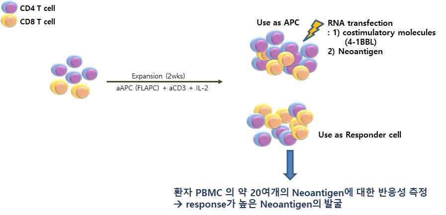 환자 혈액에서 CD4, CD8 T 세포를 함께 배양하여 CD4 T-APC를 이용한 CD8 T 세포의 Neoantigen에 대한 반응성 확인