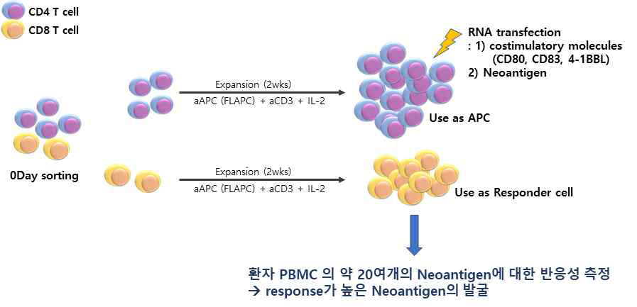 환자 혈액에서 CD4, CD8 T 세포를 각각 배양하여 CD4 T-APC를 이용한 CD8 T 세포의 Neoantigen에 대한 반응성 확인