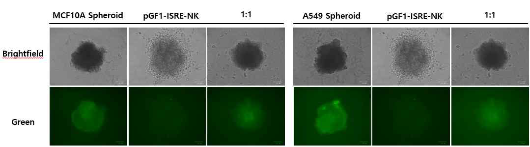 3D spheroid와 공동배양에 따른 pGF1-ISRE-NK세포의 활성 모니터링