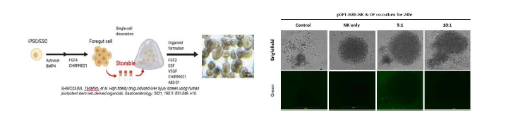 iPSC 파생된 normal 오가노이드와 공동배양에 따른 pGF1-ISRE-NK세포의 활성 모니터링