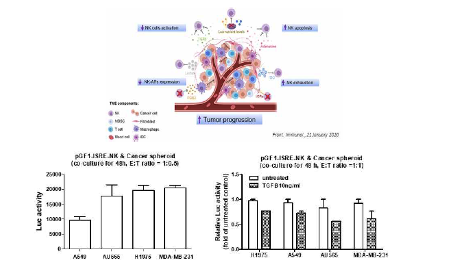 3D 배양 암세포와 pGF1-ISRE-NK를 공동배양 조건에서 TGF-β처리 유무에 따른 luc activity