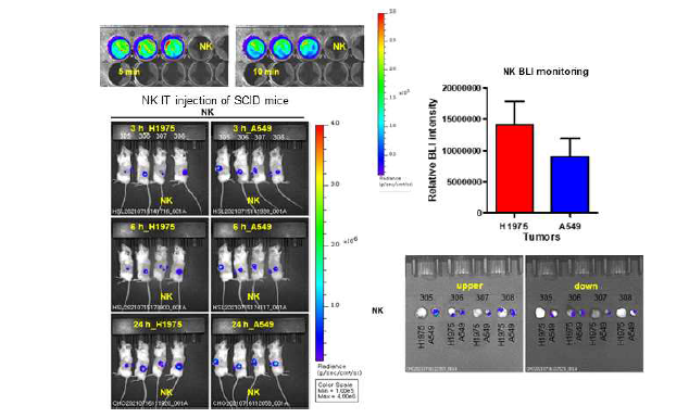 암세포 살상능 반영 활성화 NK 세포의 발광 모니터링 동물실험