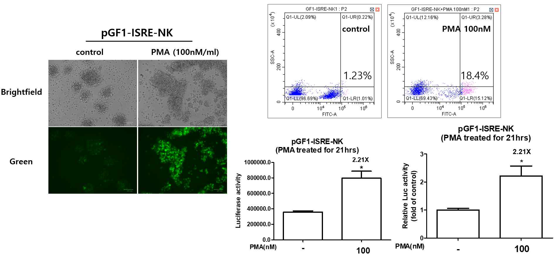 pGF1-ISRE-NK 세포 이미지 및 자극체 처리와 암세포 공동배양에 따른 결과