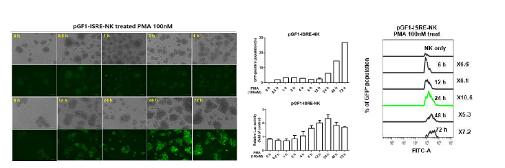 PMA 처리 후 시간대별 pGF1-ISRE-NK 활성 모니터링 결과