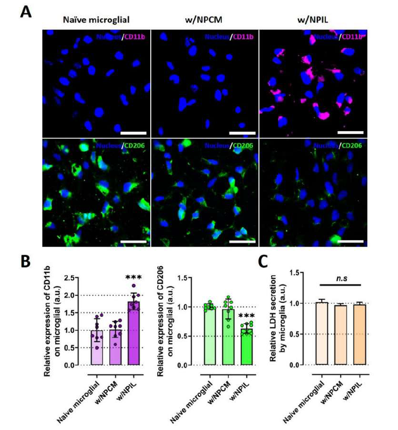 염증성 추간판 분비단백질에 의한 미세아교세포 활성화 변화 효과